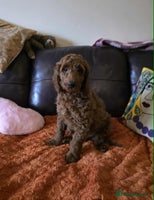 Goldendoodle dogs 👑Superb Rare Toy/Mini Deepest Red Goldendoodles👑 - Advert 1