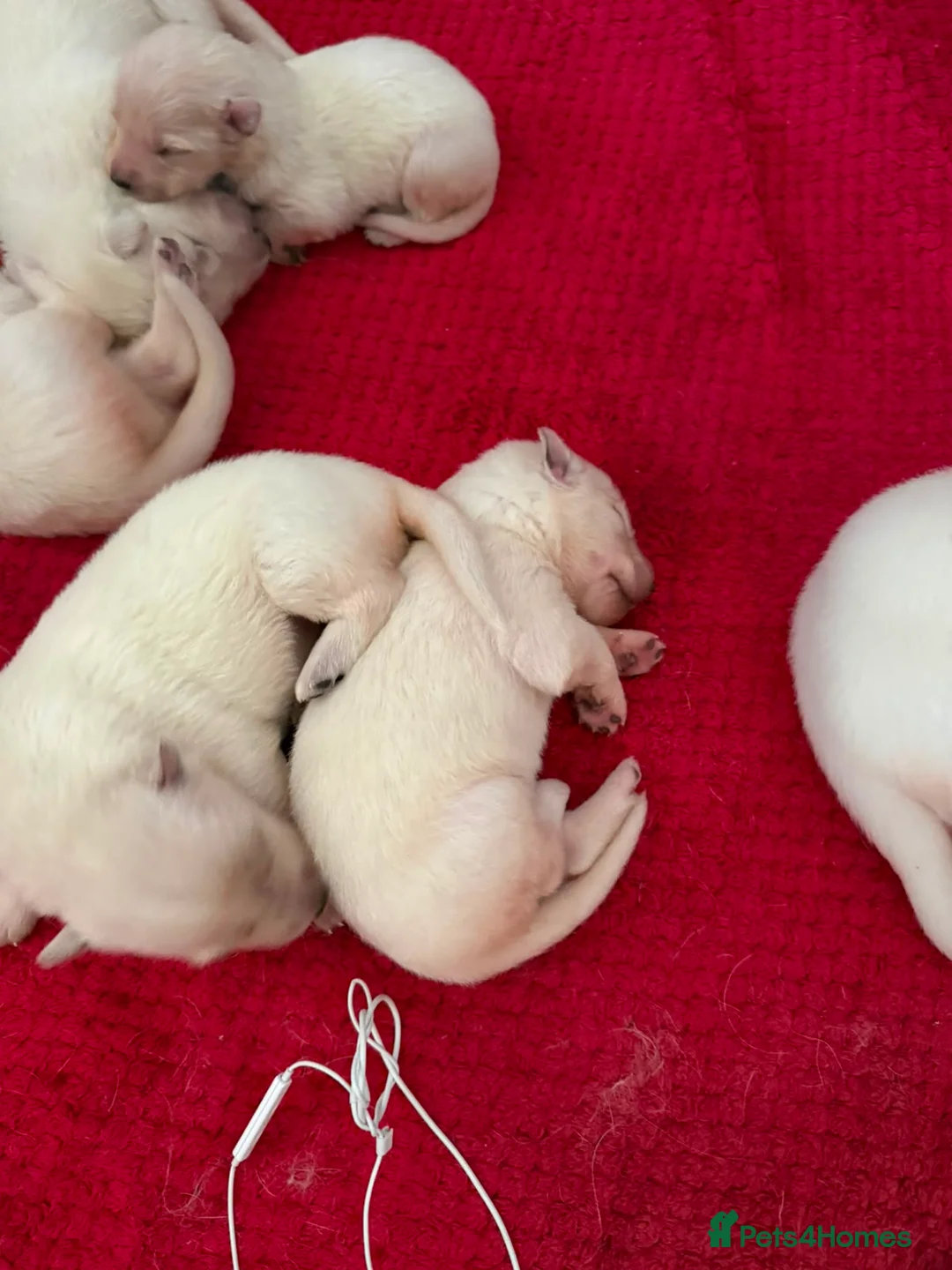 German Shepherd dogs for sale: Outstanding KC White long haired GSD pups  - Advert 36