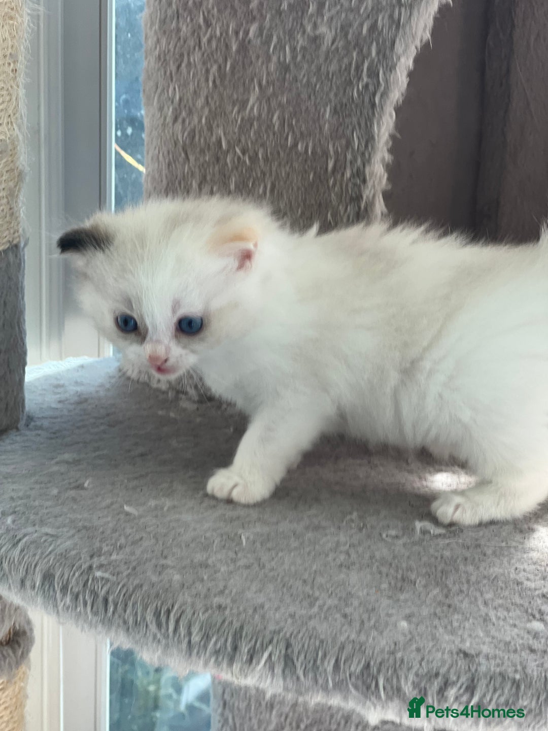 Ragdoll cats for sale: Blue Tortie Lynx kittens pure ragdolls - Advert 12