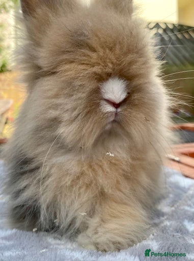 Gallery Image {{count}}