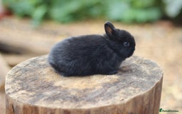 Netherland Dwarf rabbits for sale:  Netherland Dwarfs Bunnies  - Advert 1