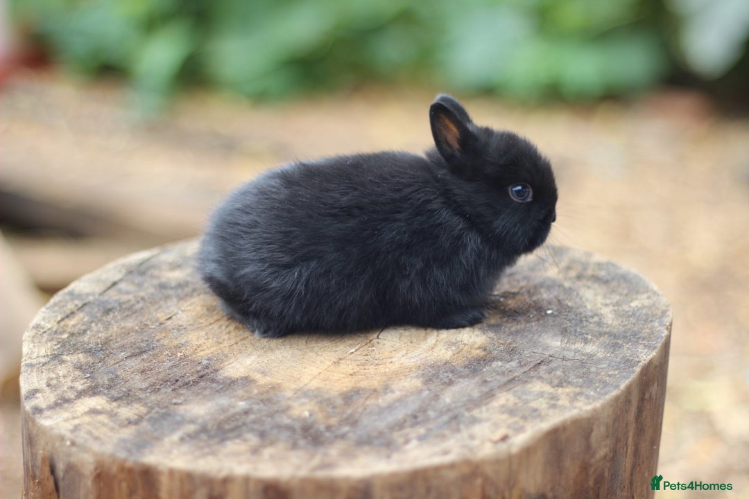 Netherland Dwarf rabbits for sale:  Netherland Dwarfs Bunnies  - Advert 1