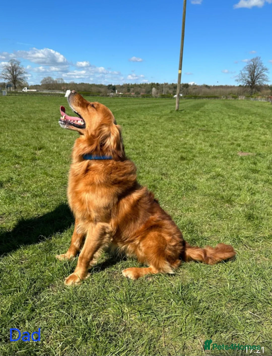 Golden Retriever dogs for sale: ✨Beautiful Golden Retrievers puppies! ✨ - Advert 2