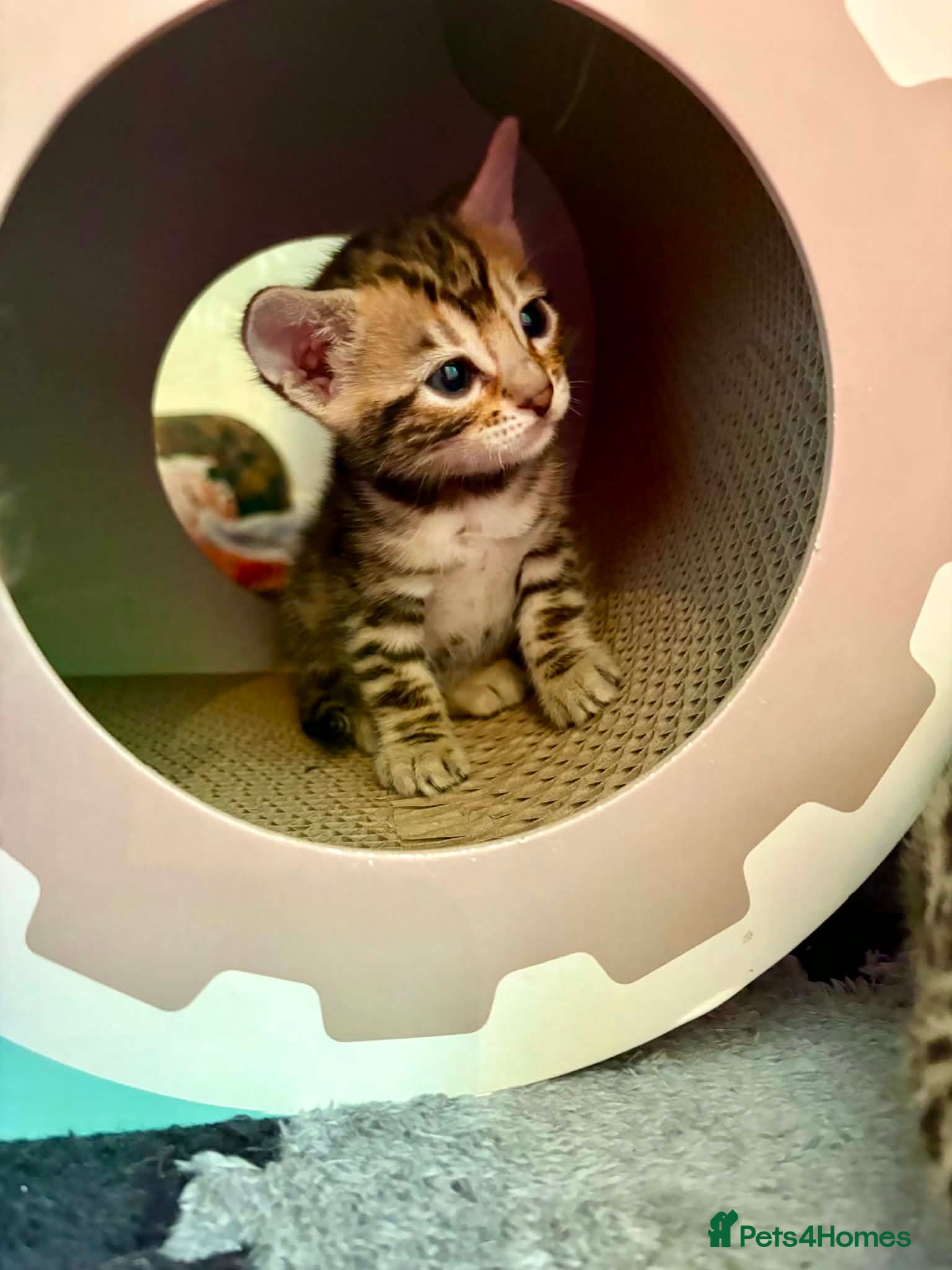 Bengal cats Stunning Bengal Kittens  - Advert 1