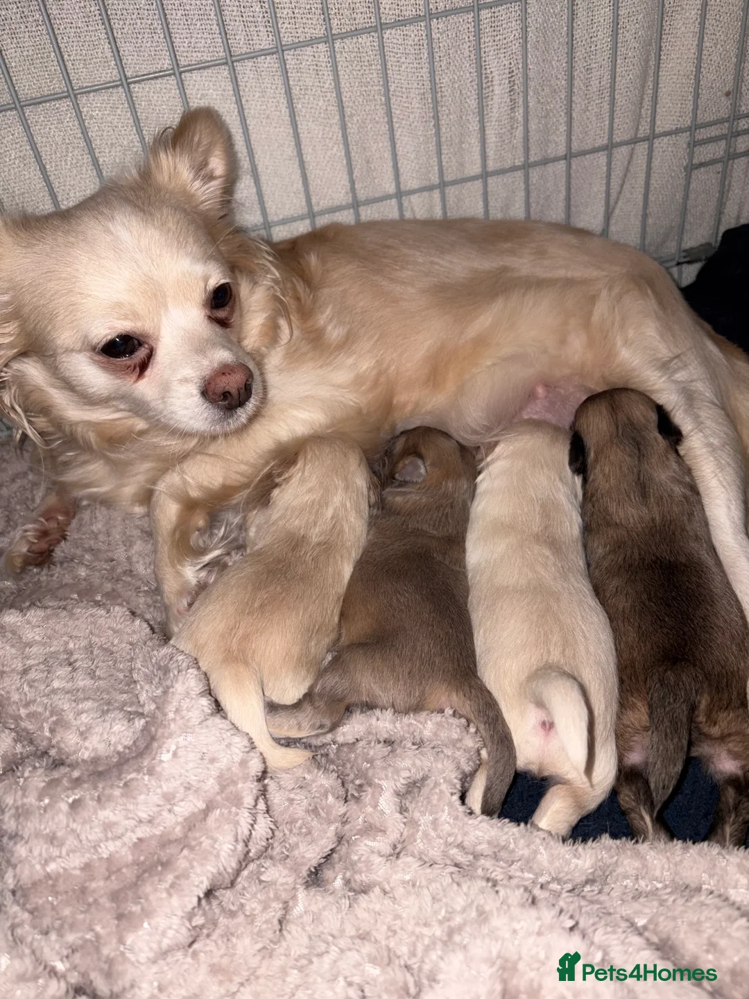 Chihuahua dogs for sale: Long hair chihuahua puppies - Advert 8