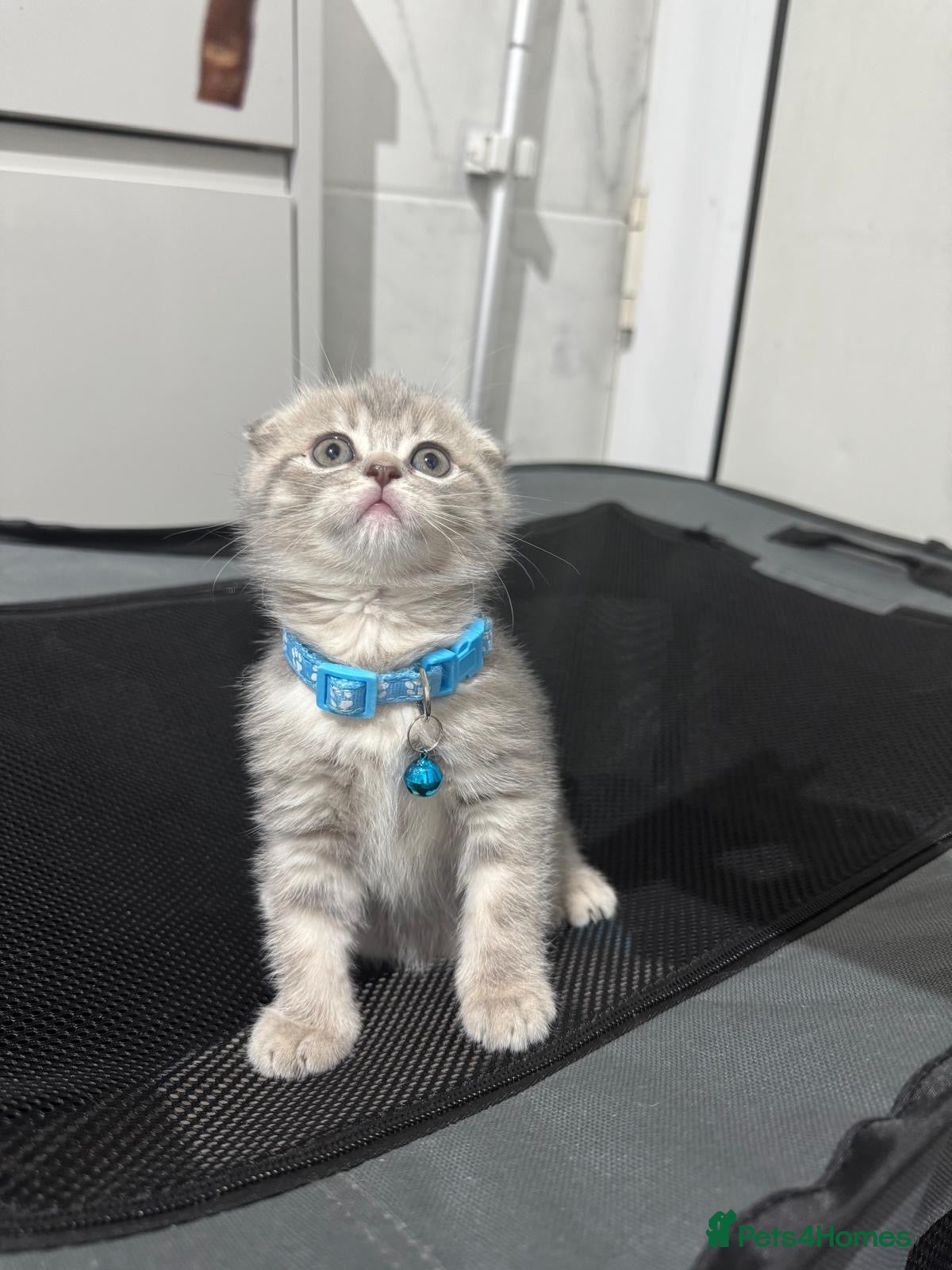 Scottish Fold cats 🐾 ADORABLE FLUFFY SCOTTISH FOLD KITTEN – £695 🐾 - Advert 2