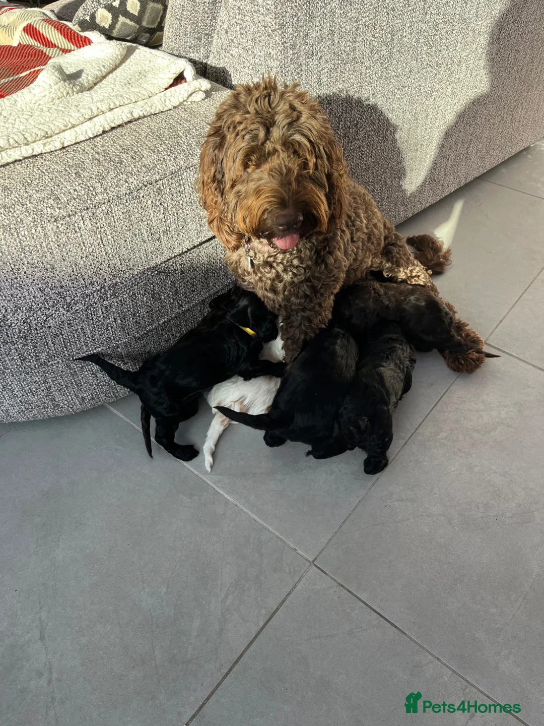 Cockapoo dogs for sale: Cute Cockerpoo pups for sale - Advert 2