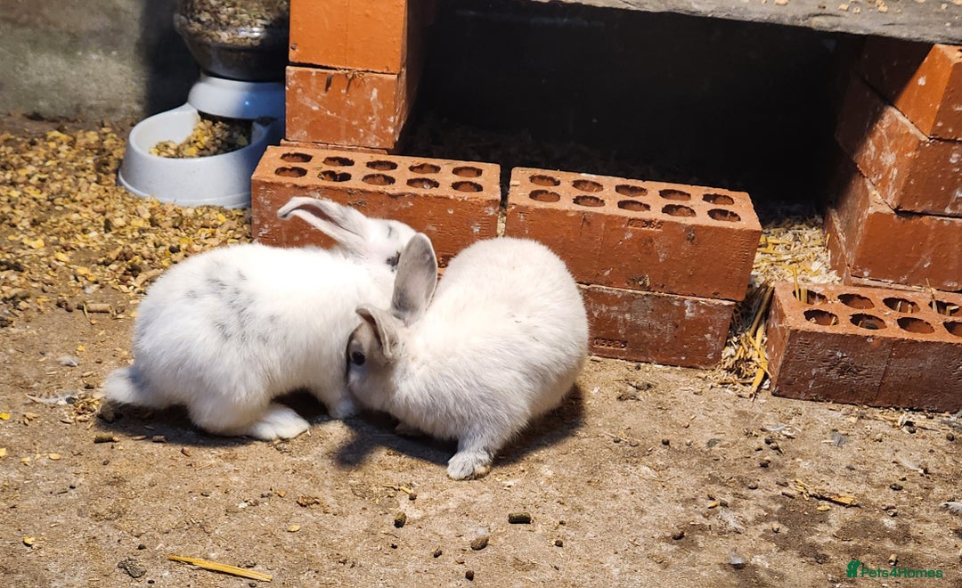 Mixed Breed rabbits for sale: Adorable Mixed Breed Baby Rabbits - Born October  - Advert 13