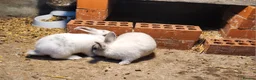 Mixed Breed rabbits for sale: Adorable Mixed Breed Baby Rabbits - Born October  - Advert 13