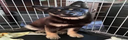 Mixed Breed dogs for sale: Beautiful Black & Tan Chowski - Advert 4