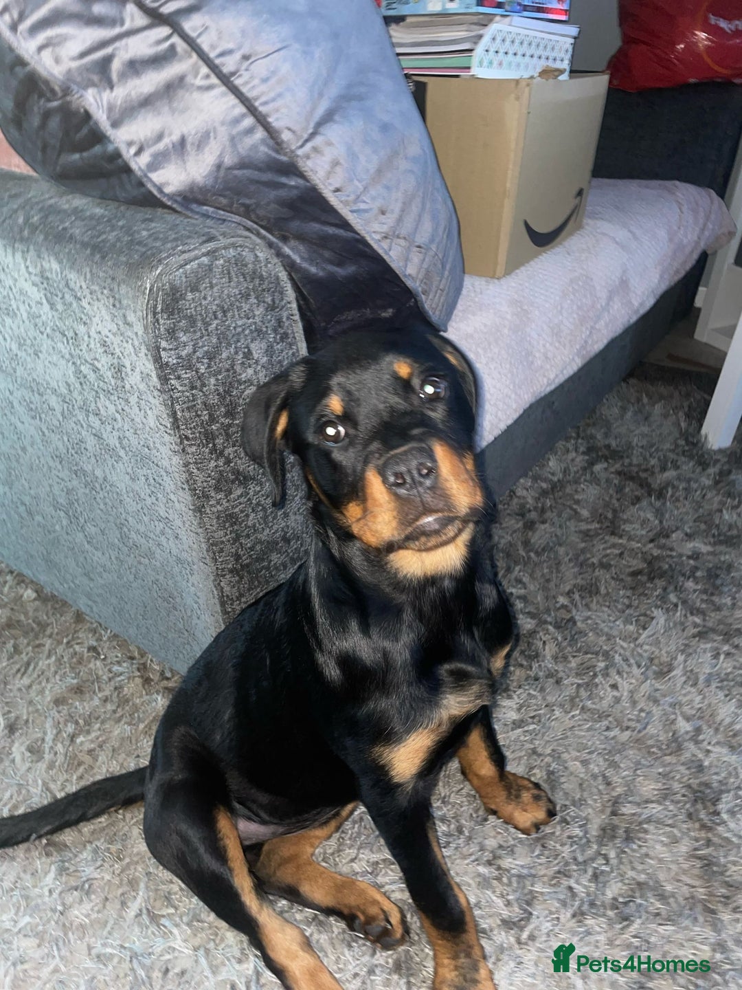 Rottweiler dogs for sale: Rottweiler called Dior  - Image 3