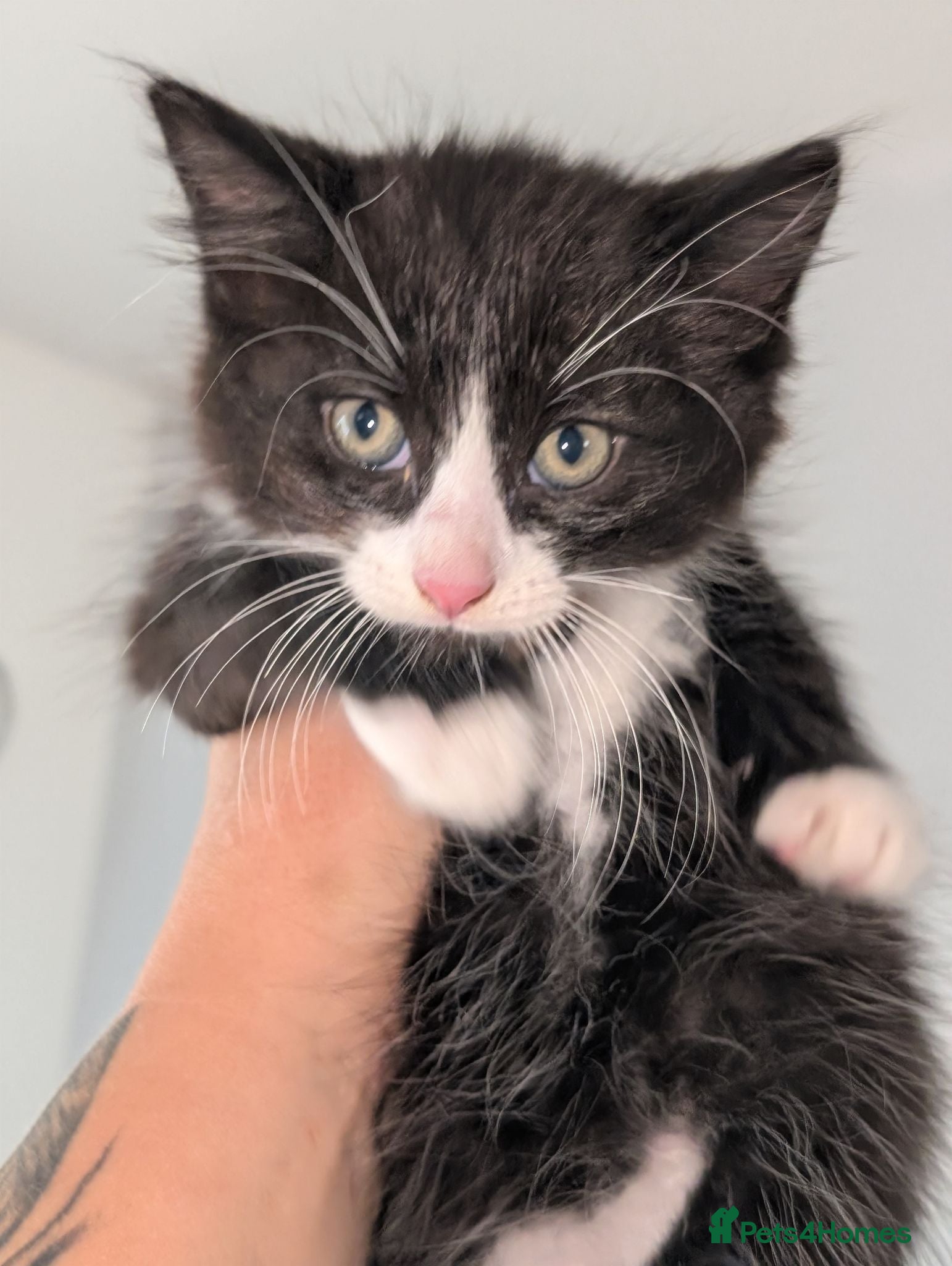 Mixed Breed cats Maine coon cross kittens  - Advert 21
