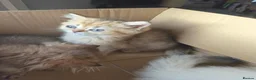 British Longhair cats for sale: Golden British longhair pure bloodline  - Advert 19