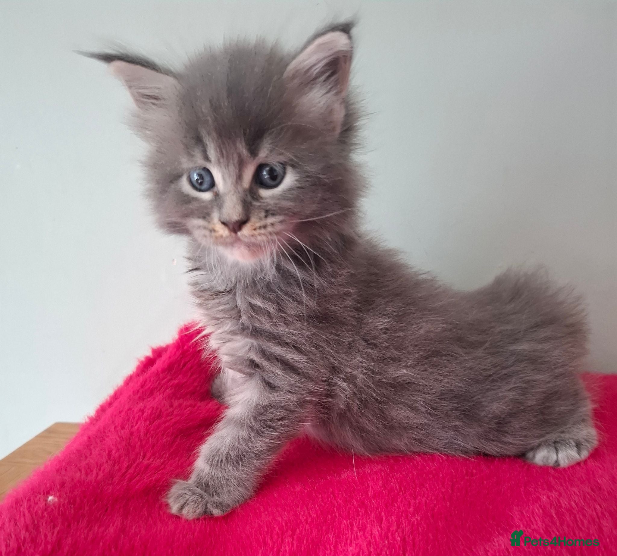 Maine Coon cats Tica registered Maine coon kittens - Advert 1