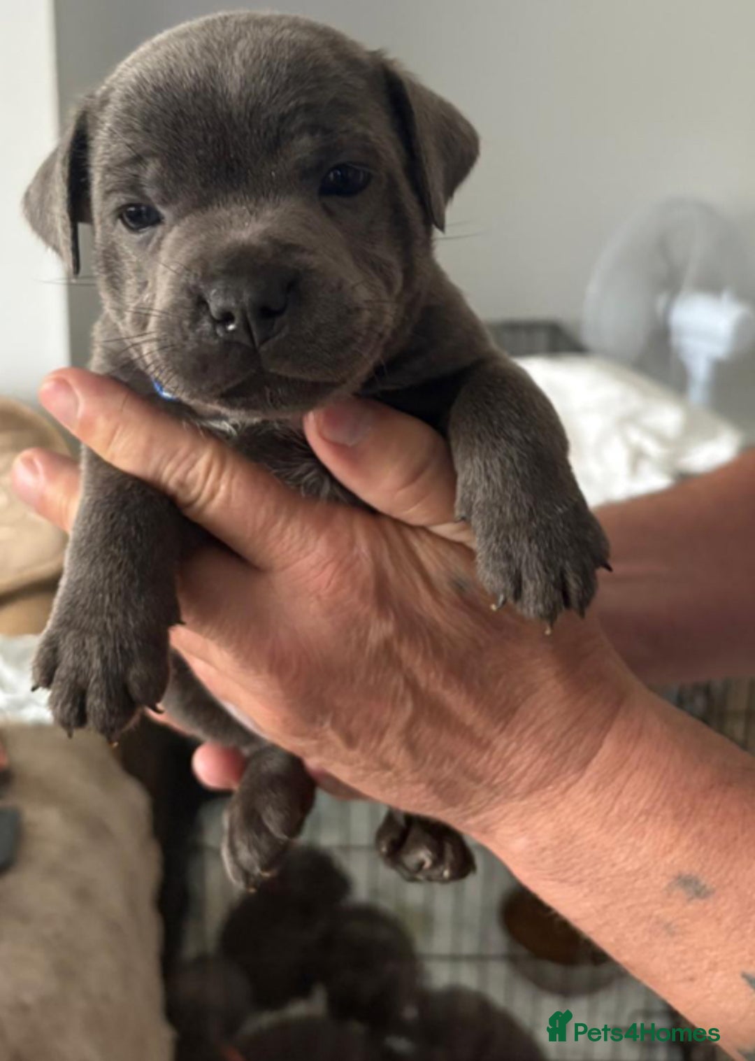 Staffordshire Bull Terrier dogs for sale: Staffordshire bull terrior - Image 3
