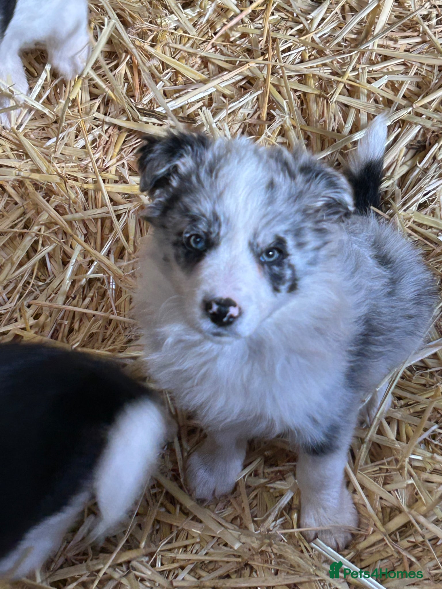 Border Collie dogs Beautiful border collie puppies  - Advert 1