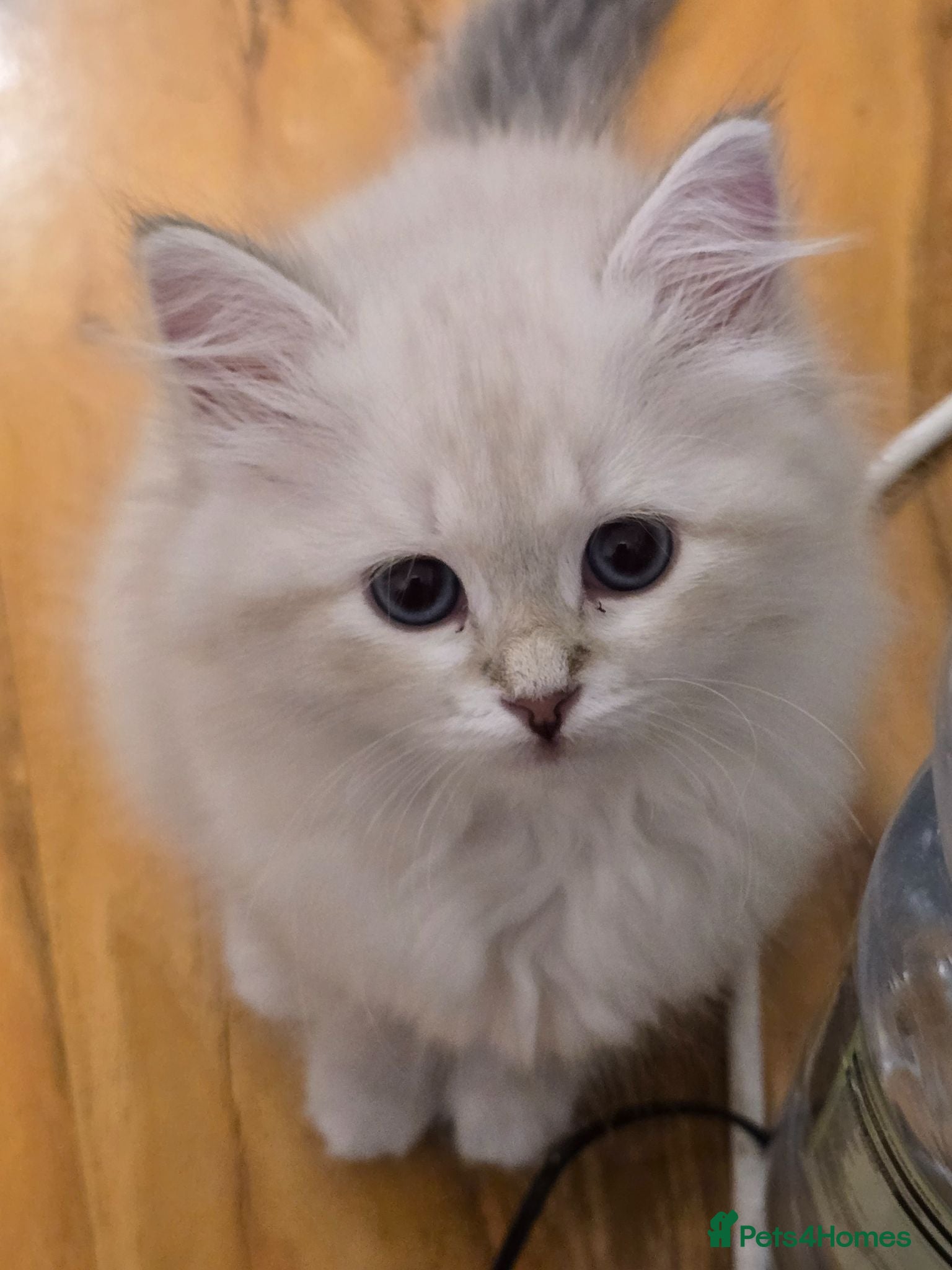 Siberian cats Siberian Neva Masquerad kitten - Advert 2