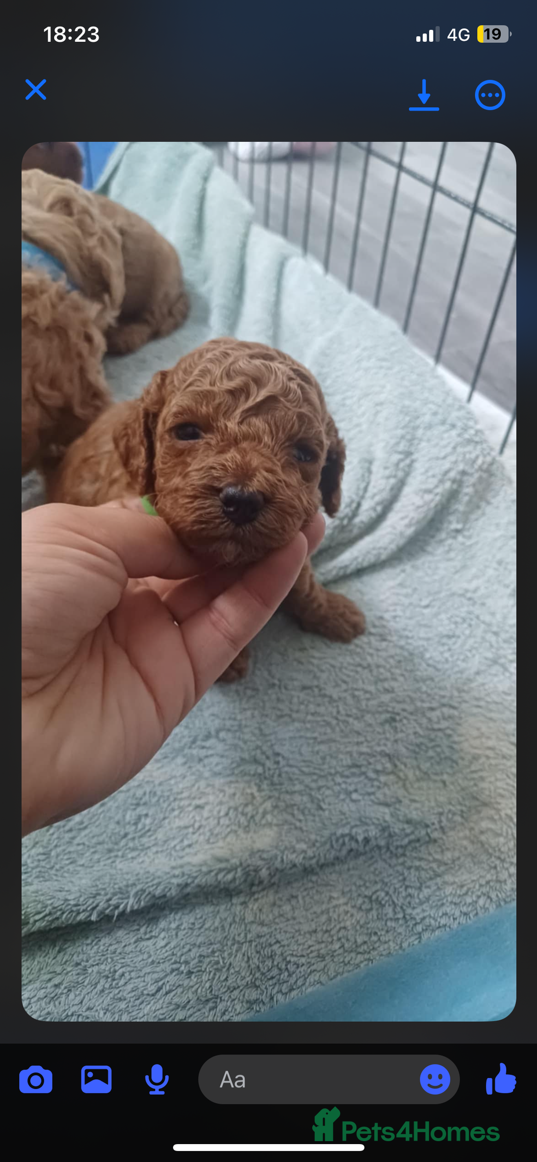 Miniature Poodle dogs for stud:  ⭐️KC PRINCE CHARMING BLUE BOY MINIATURE POODLE⭐️ - Image 17