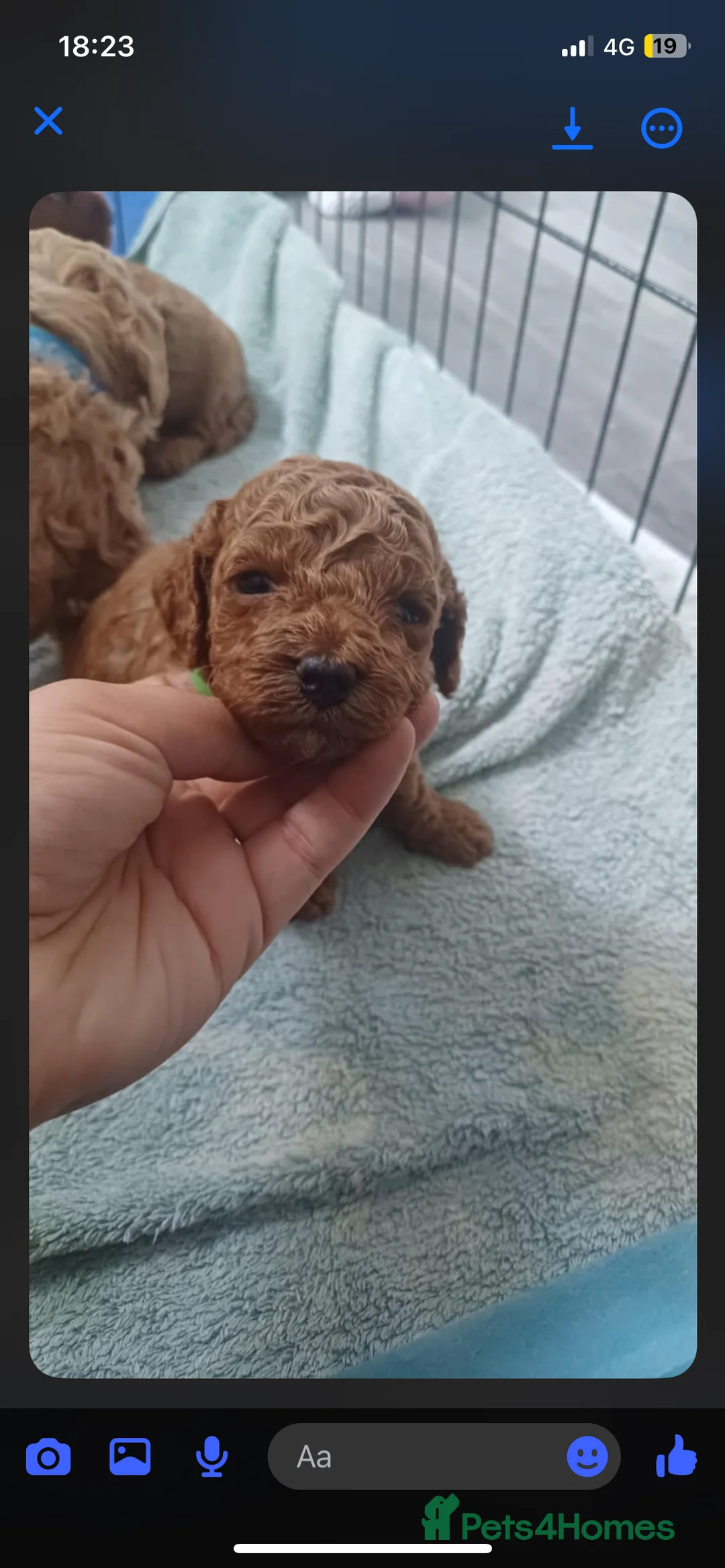 Miniature Poodle dogs for stud:  ⭐️KC PRINCE CHARMING BLUE BOY MINIATURE POODLE⭐️ - Advert 17