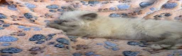 Birman cats for sale: Beautiful Female Birman Kitten – 9 Weeks  - Advert 4
