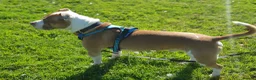 Mixed Breed dogs for sale: Paddy in Leeds - Advert 9