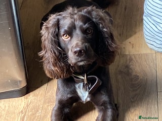 Sprocker dogs - Advert 2