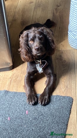 Sprocker dogs Bruno, stud available - Advert 2