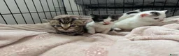 Mixed Breed cats for sale: Kittens for sale  in Northampton - Advert 11