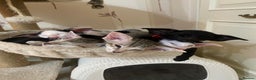 Oriental cats for sale: Beautiful Oriental Kittens for Sale - Advert 12
