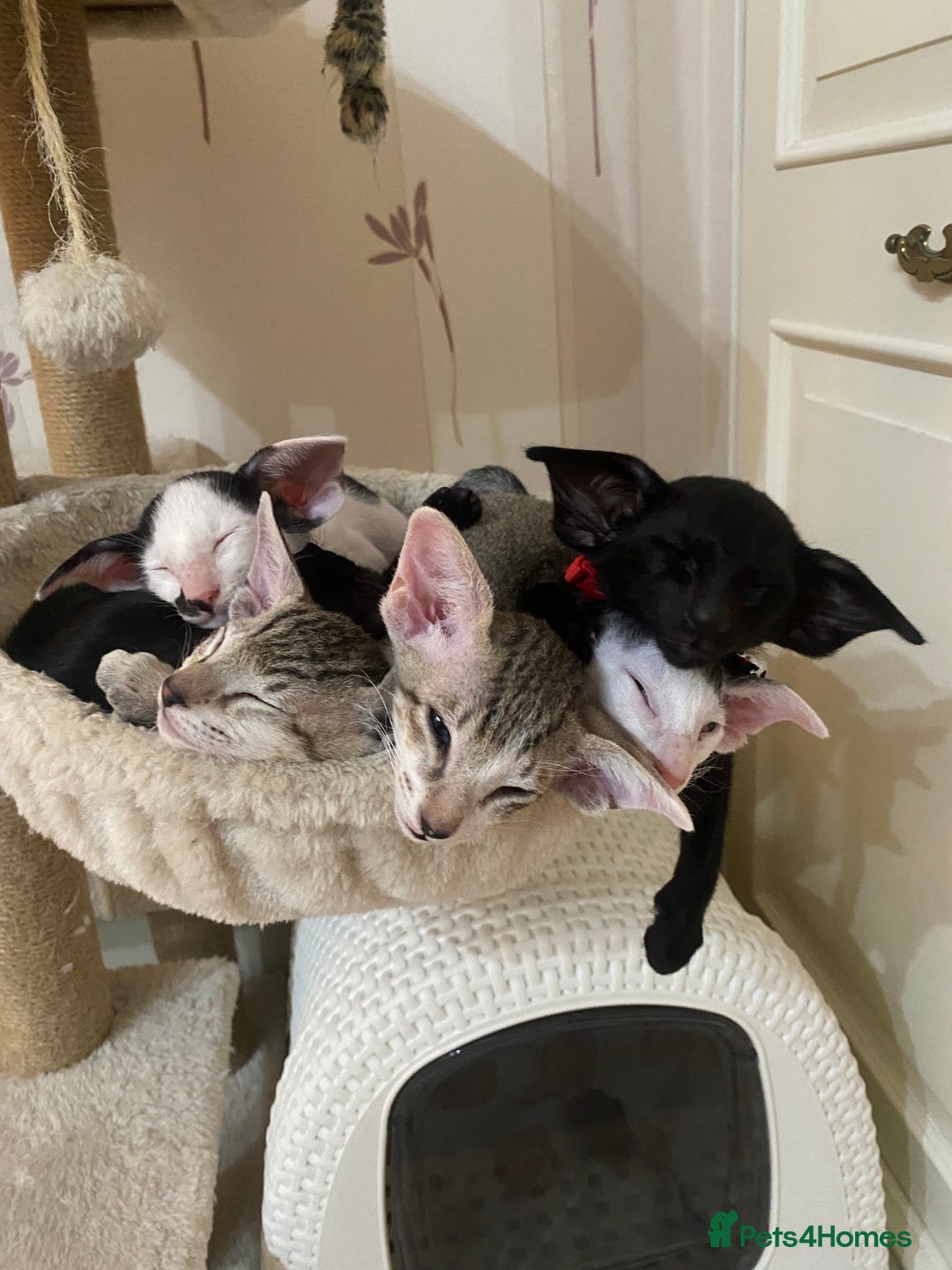 Oriental cats for sale: Beautiful Oriental Kittens for Sale - Advert 12