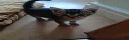 British Shorthair cats for sale: 1 boys,6girls - Advert 8