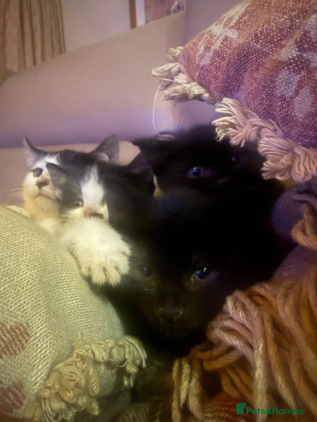 Mixed Breed cats for sale: 4 kittens for sale  - Advert 2