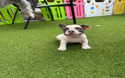 French Bulldog dogs for sale: Frenchies for sale <3 - Image 11