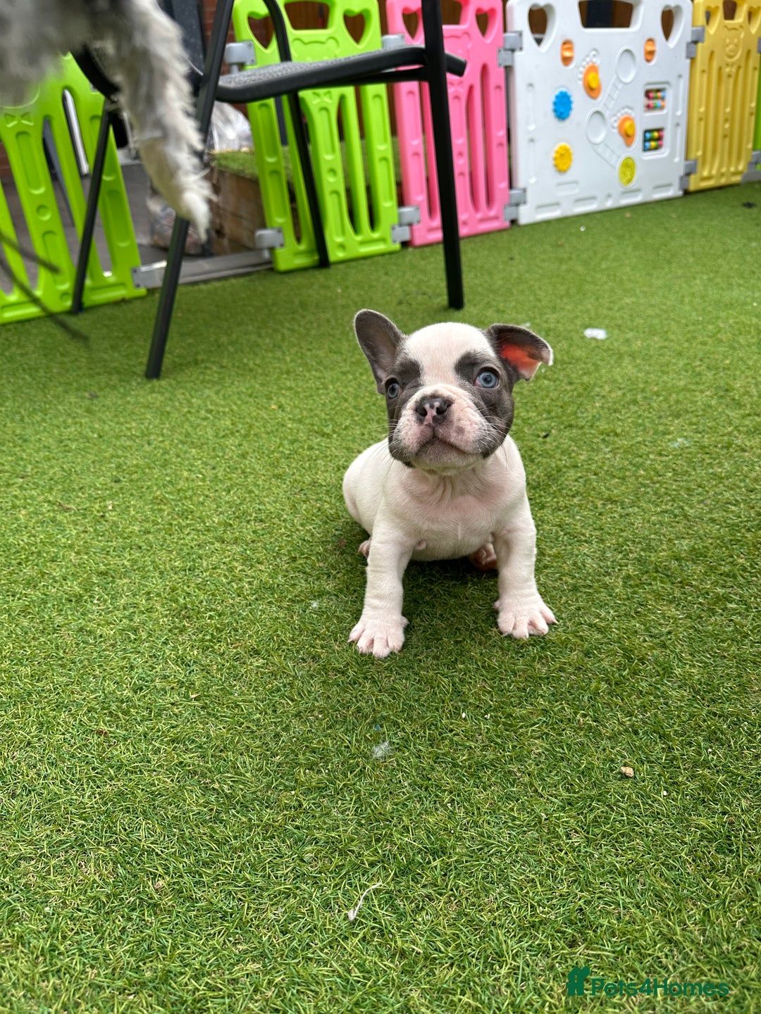 French Bulldog dogs for sale: Frenchies for sale <3 - Image 11