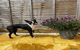 Boston Terrier dogs for stud: Loving Boston Terrier For Stud  - Image 2