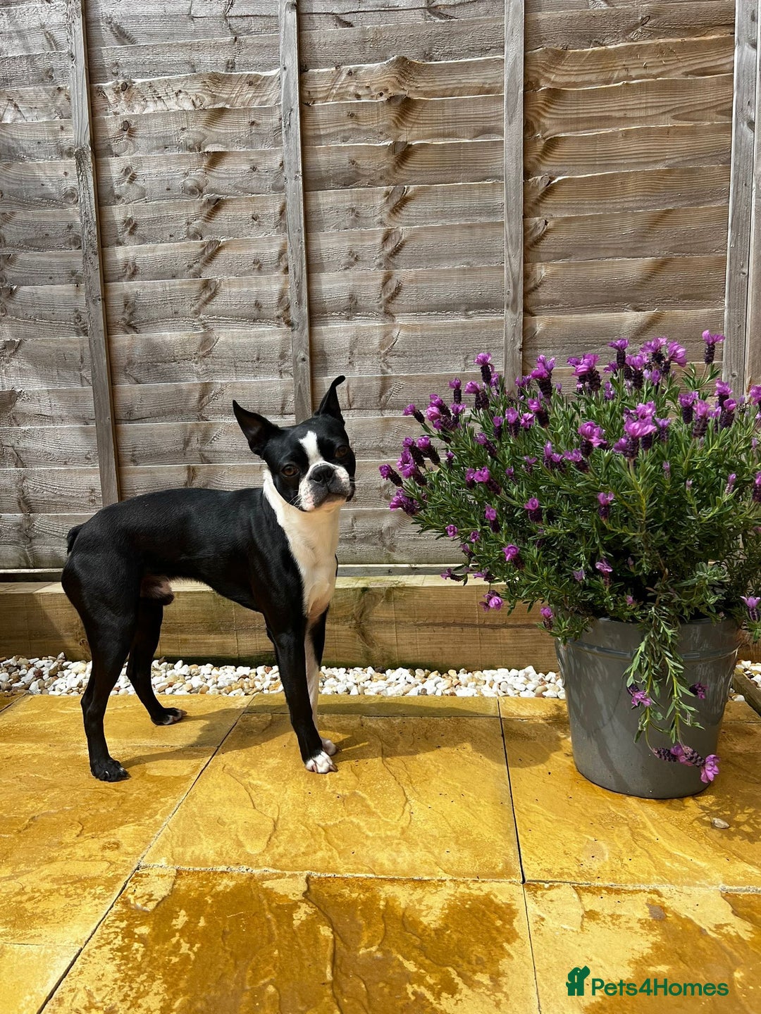 Boston Terrier dogs for stud: Loving Boston Terrier For Stud  - Image 2
