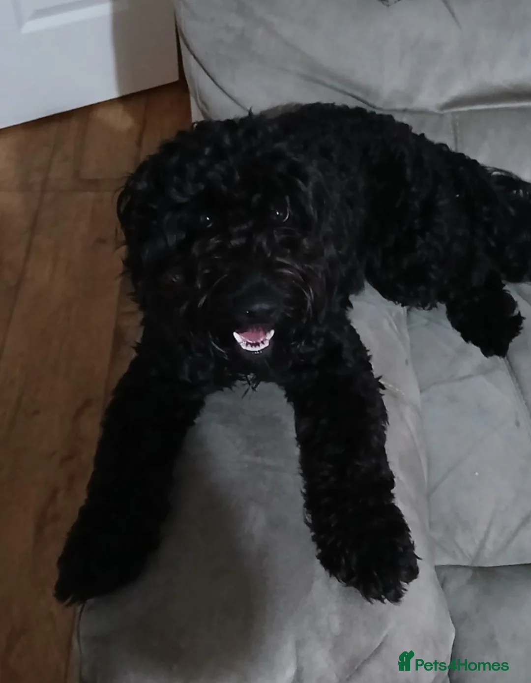 Cockapoo dogs for sale: 16 month cockapoo - Advert 4