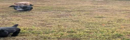 Cocker Spaniel dogs for sale: 3 beautiful cocker spaniel girls for sale - Advert 7