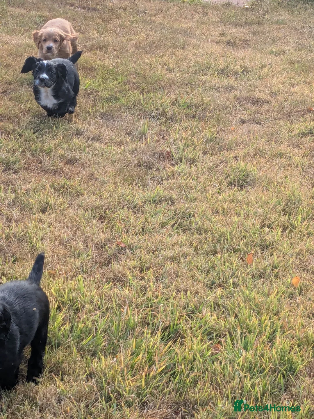 Cocker Spaniel dogs for sale: 3 beautiful cocker spaniel girls for sale - Advert 7