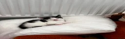 Mixed Breed cats for sale: 5 kittens for sale  in Slough - Advert 15