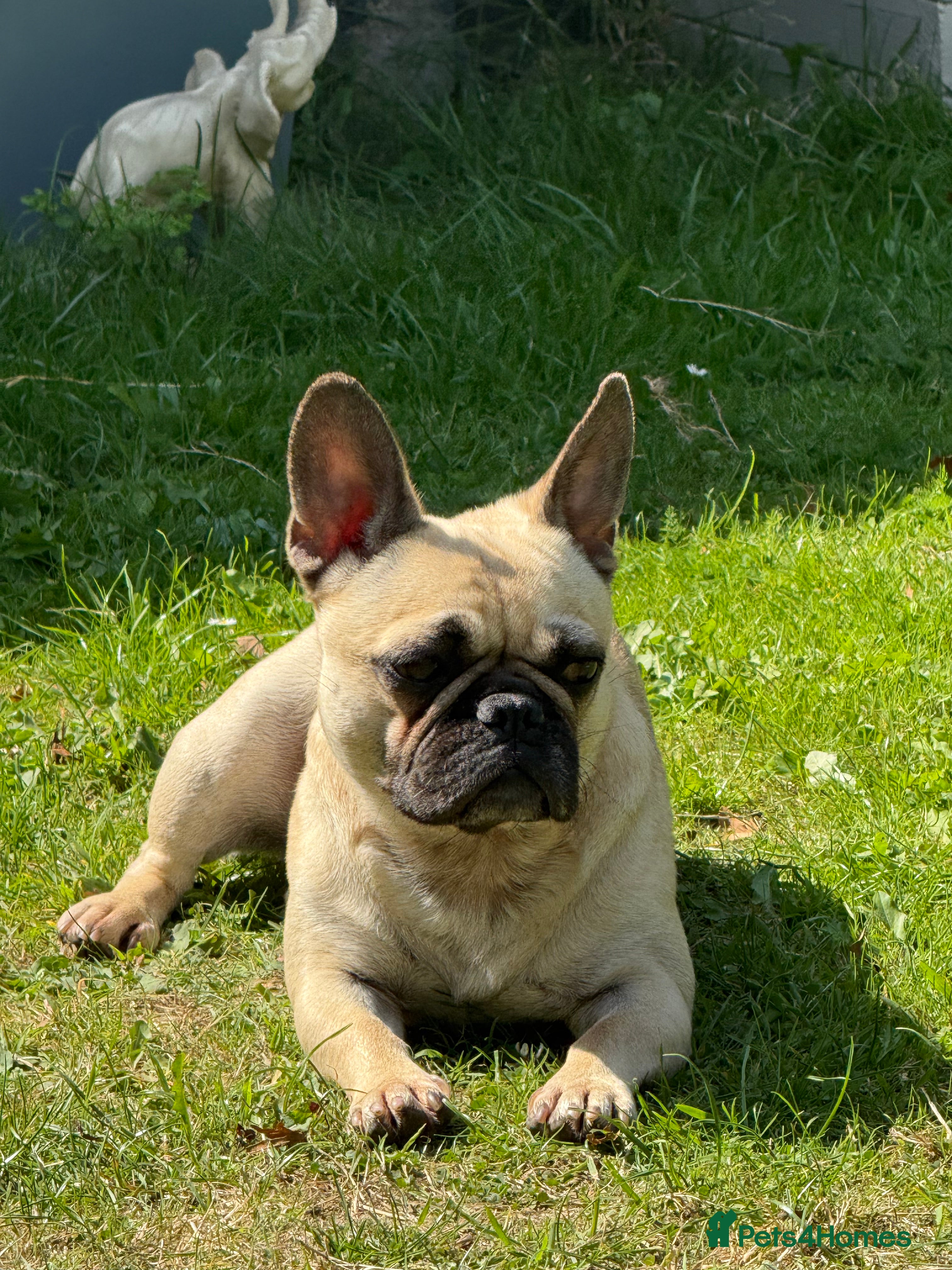 Frug dogs Adorable Frug  - Advert 2