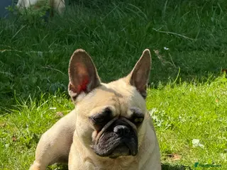 Frug dogs Adorable Frug - Advert 1