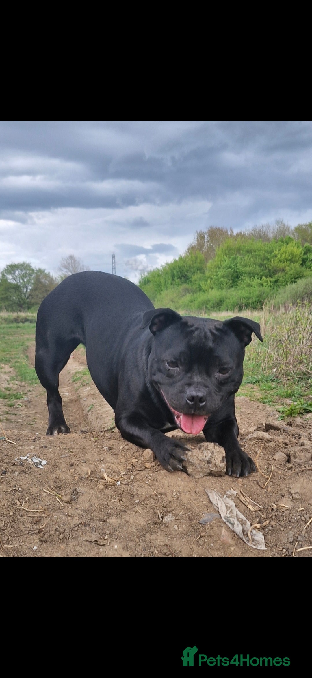 Staffordshire Bull Terrier dogs for sale: Staffordshire bull Terrier puppies - Image 4