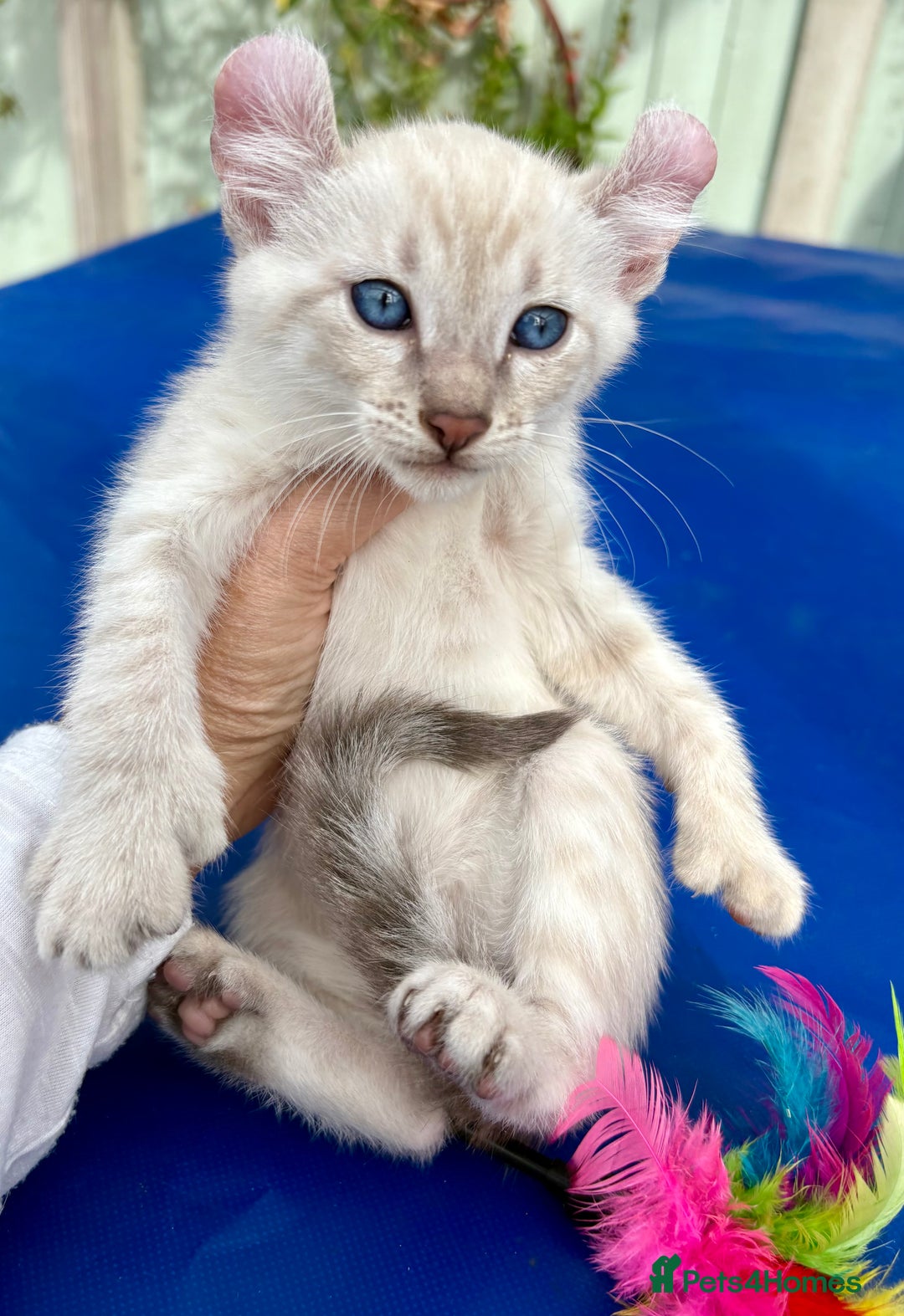 Bengal cats for sale: Gob smacking rare kittens  - Image 38