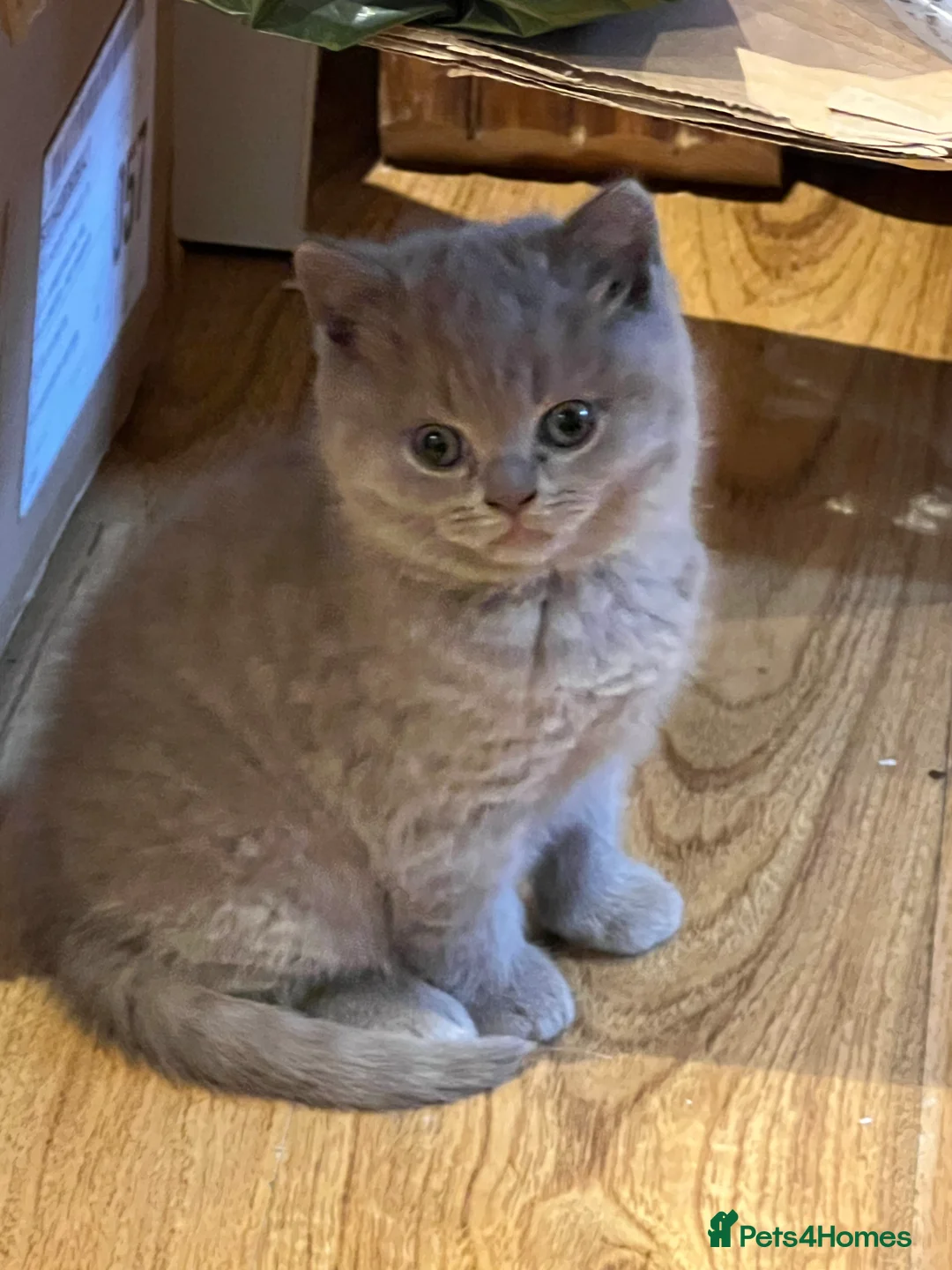 British Shorthair cats for sale: British Shorthair Kittens- ready on 14 Feb - Advert 1