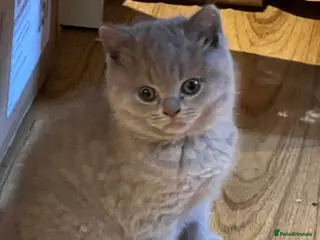 British Shorthair cats British Shorthair Kittens- ready on 14 Feb - Advert 1