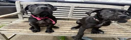Cane Corso dogs for sale: COLLECT TDAYPure Breed CaneCorso Pups - Advert 3
