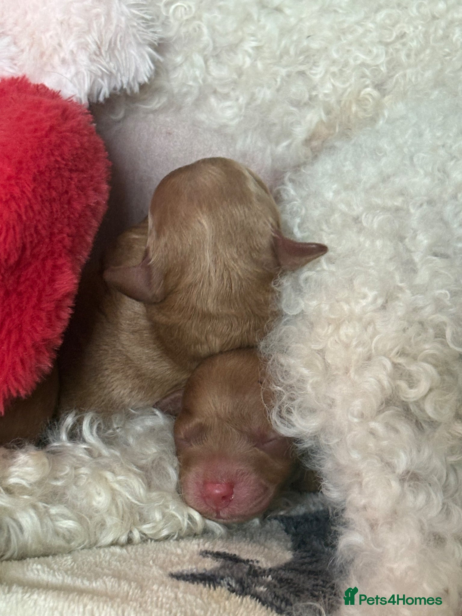 Miniature Poodle dogs for sale: Red Miniature poodle puppy’s 🐩🤍🐾 in Diss - Advert 12