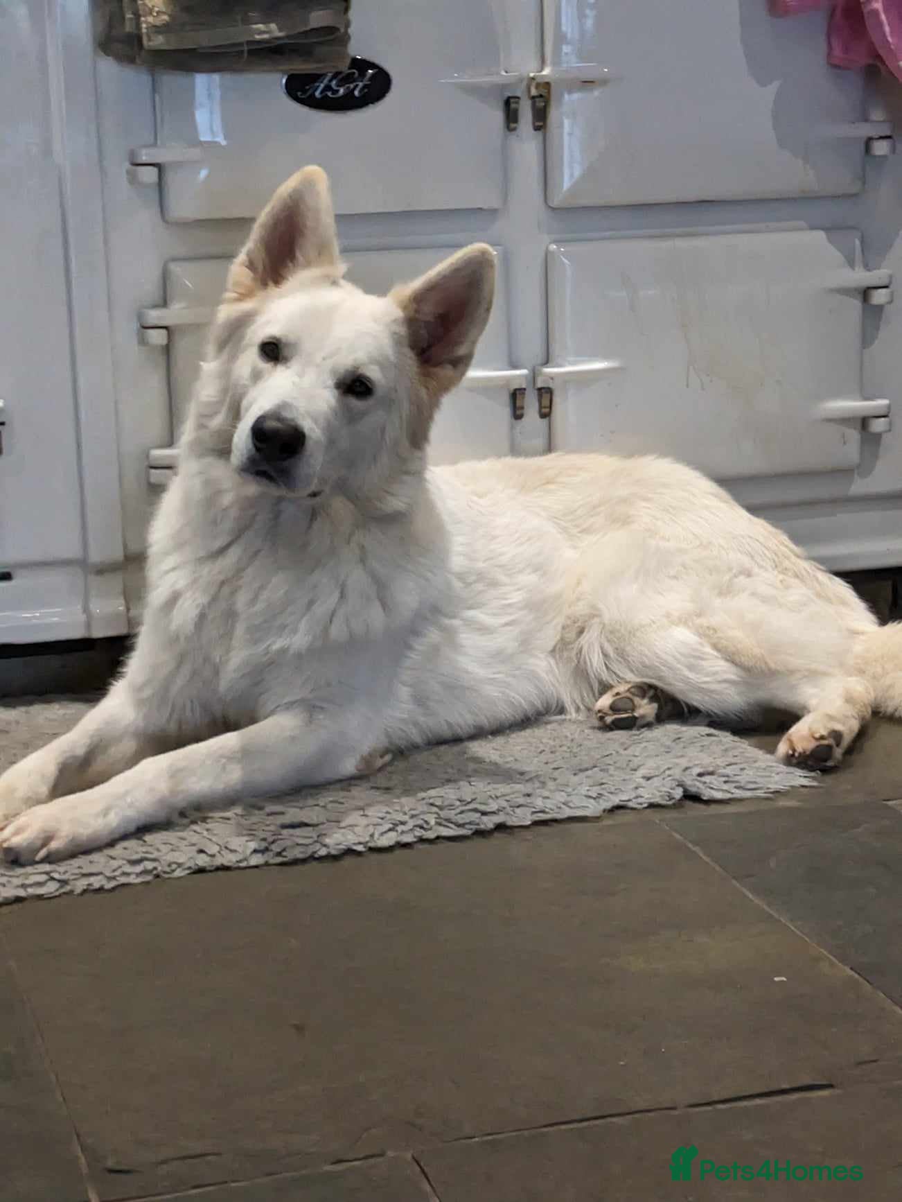 White Swiss Shepherd dogs White Swiss Shepherd stud. in Pontypool - Advert 2