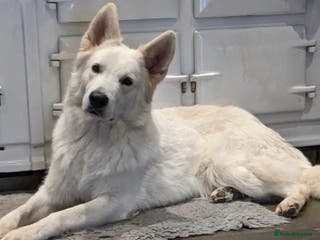 White Swiss Shepherd dogs White Swiss Shepherd stud. in Pontypool - Advert 1